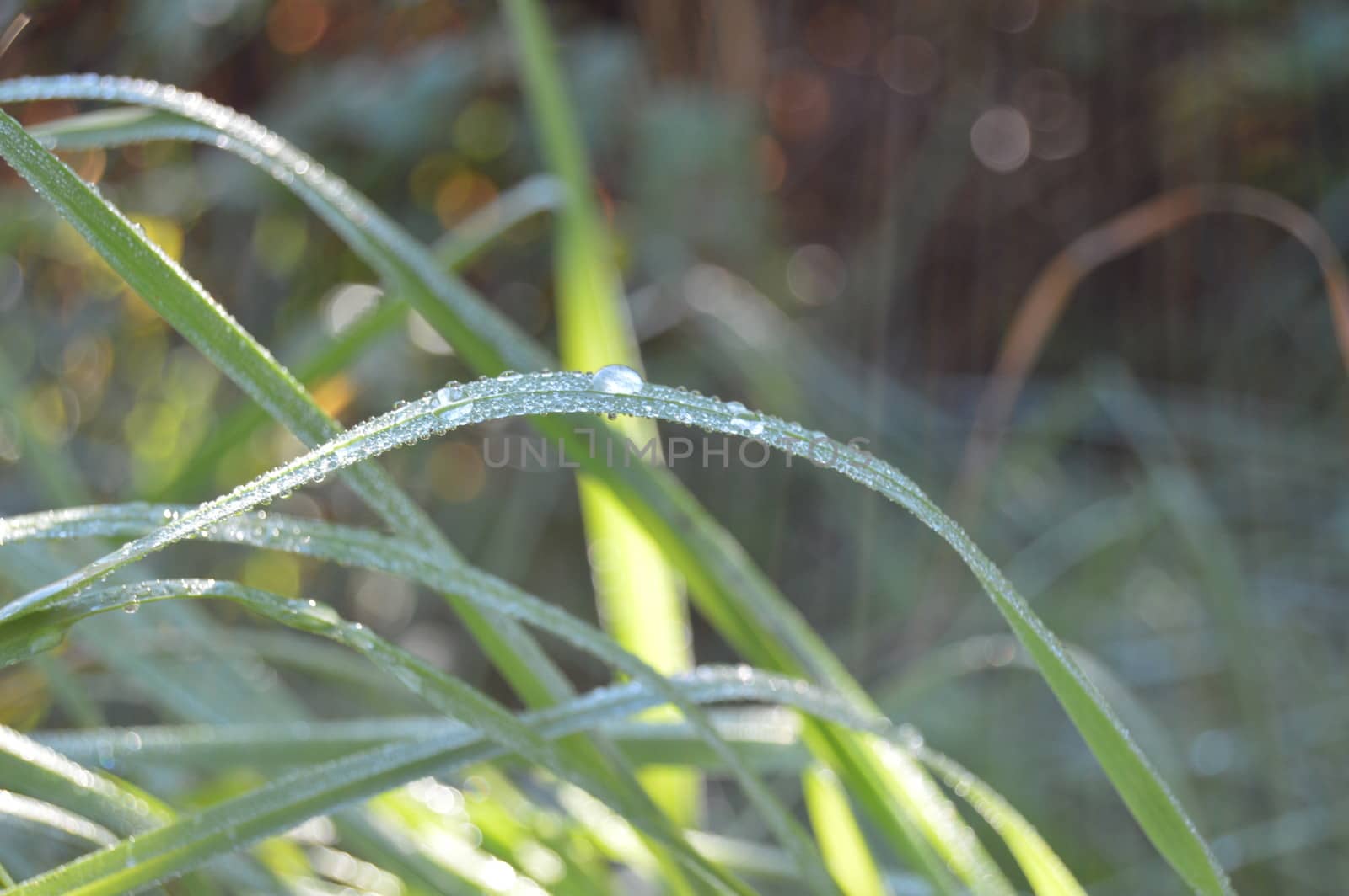 Straw with morning dew in the sun