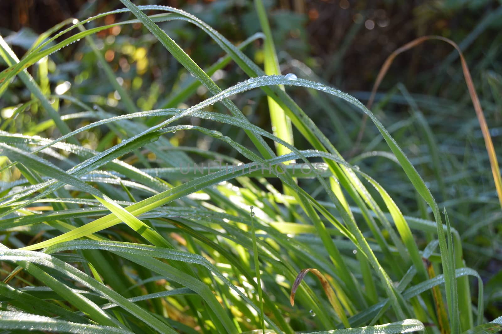 Straw with morning dew in the sun