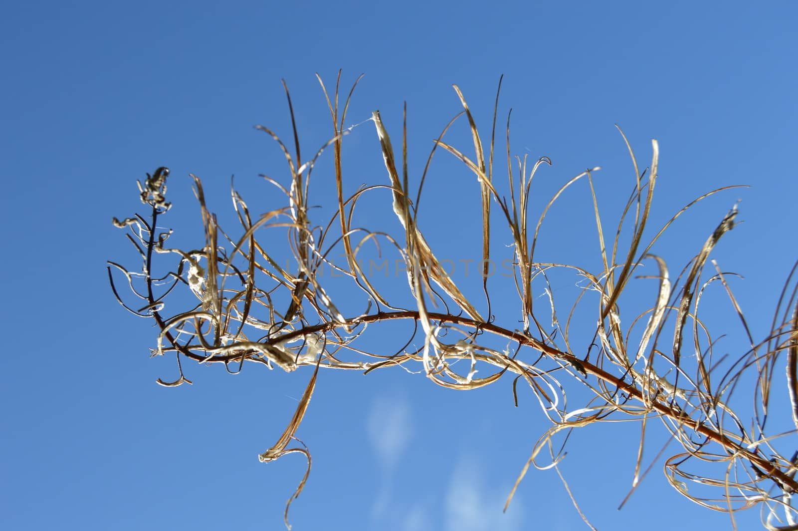 Faded Fireweed