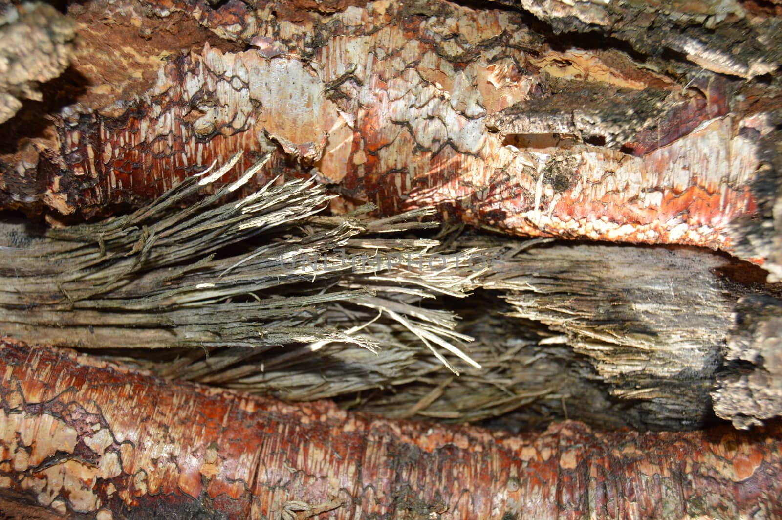 Birch bark chipped, close up