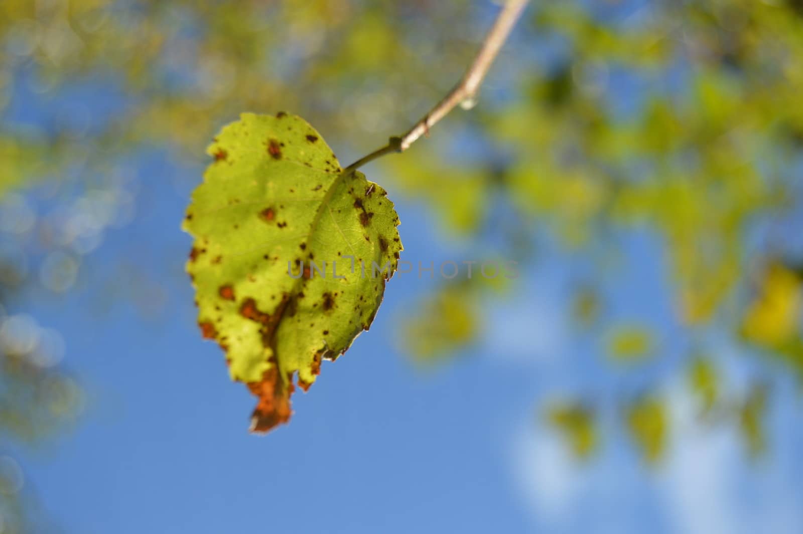 Birch leaf with spots on it in the summer sun