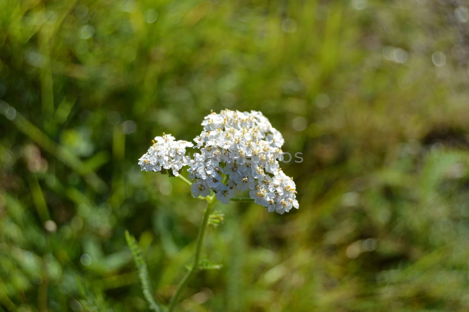 Achillea millefolium by Meretemy@hotmail.com