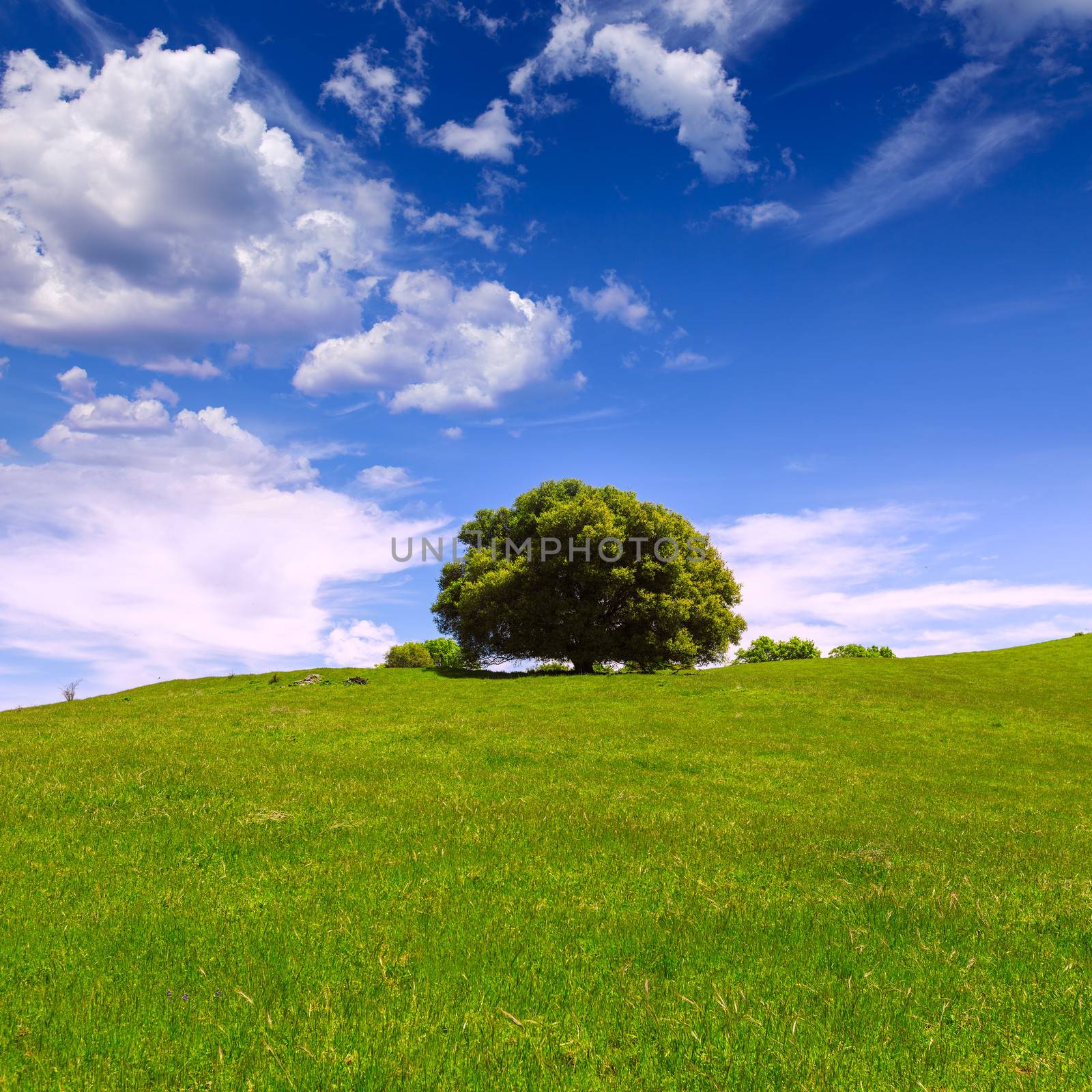 California meadow hills with oak tree by lunamarina