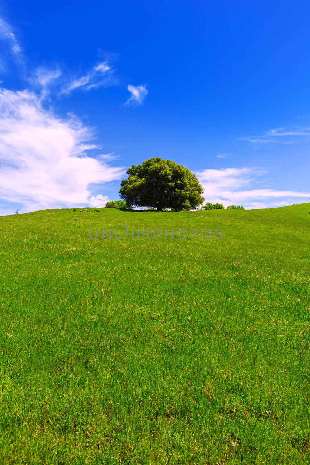 California meadow hills with oak tree in USA