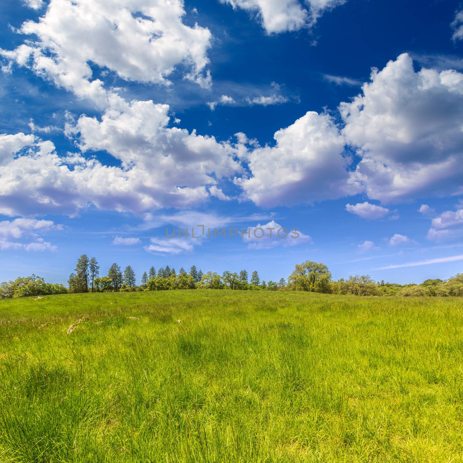 California meadow ranch in a blue sky spring day USA