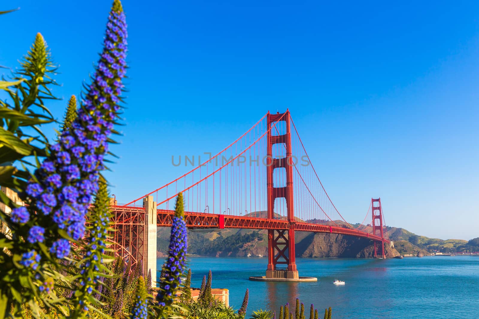 Golden Gate Bridge San Francisco purple flowers California by lunamarina