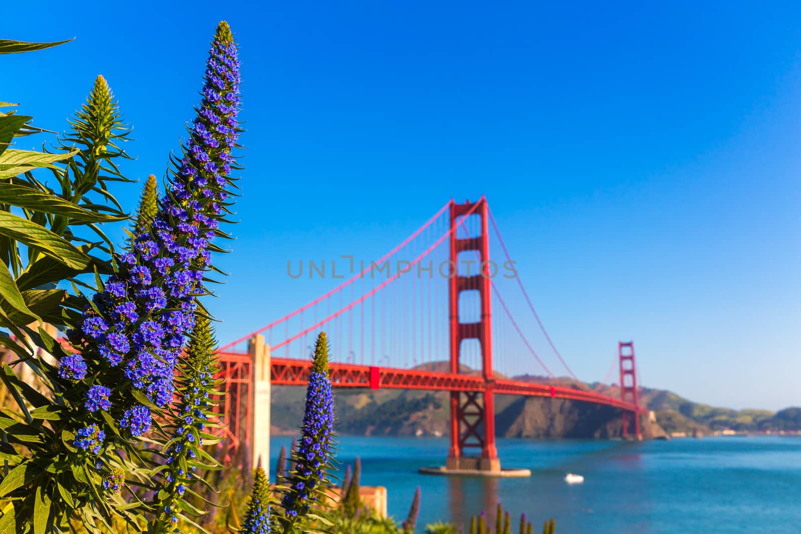 Golden Gate Bridge San Francisco purple flowers California by lunamarina