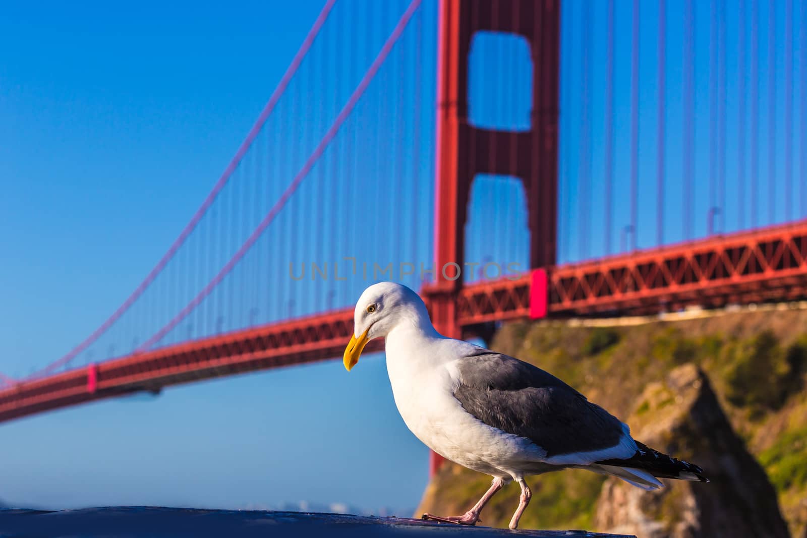 San Francisco Golden Gate Bridge seagull California by lunamarina