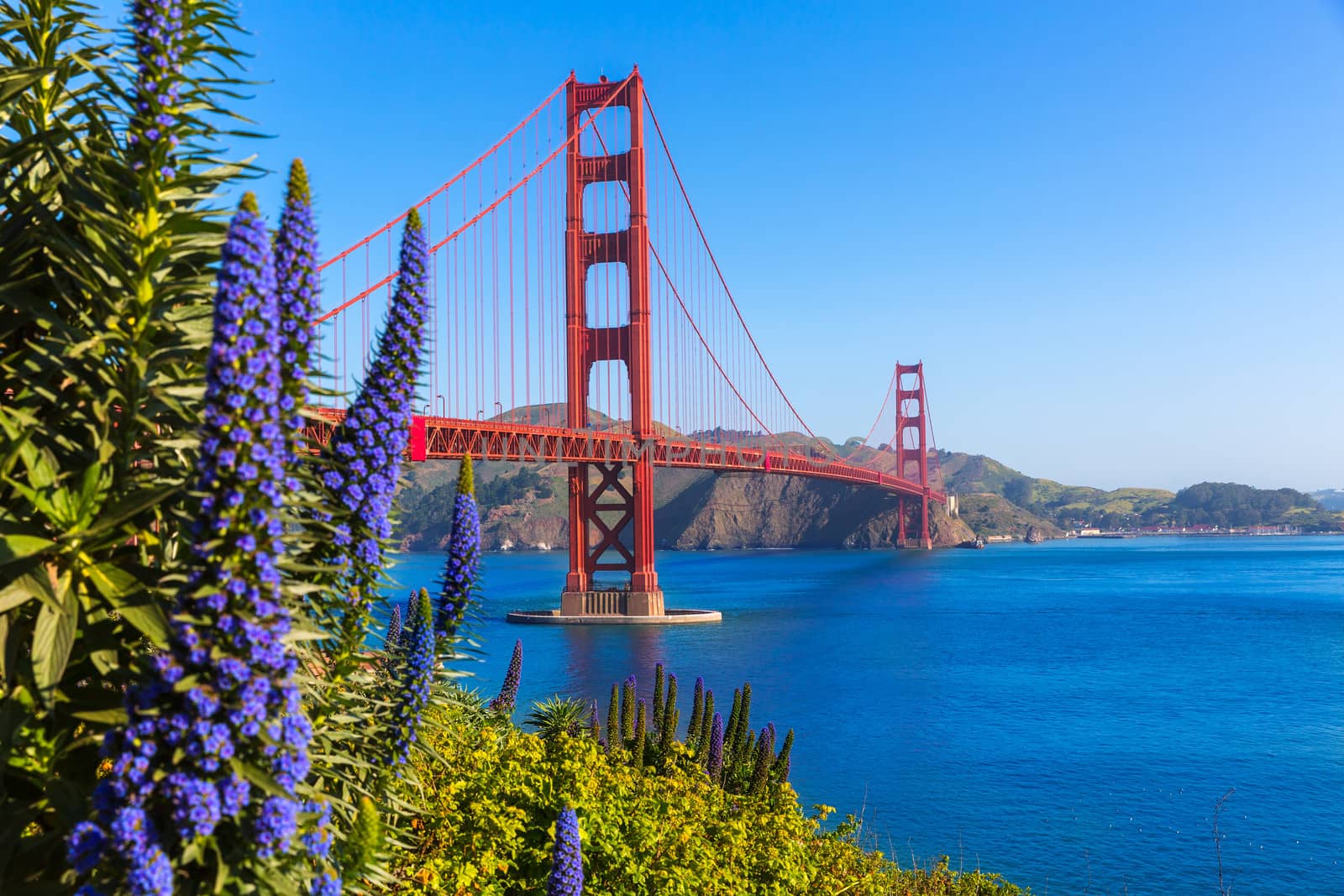 Golden Gate Bridge San Francisco purple flowers California by lunamarina