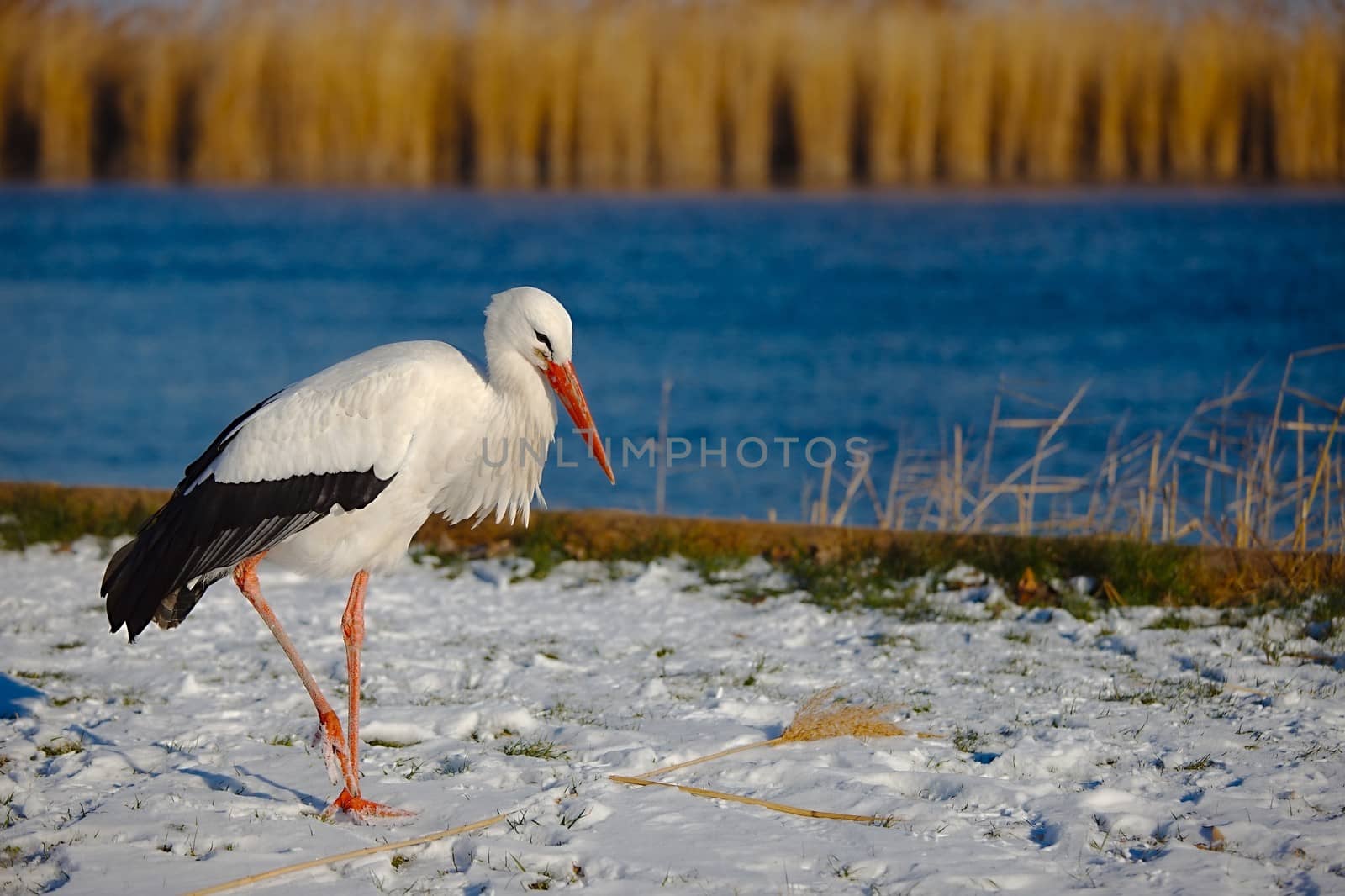 Stork in Winter by Gudella