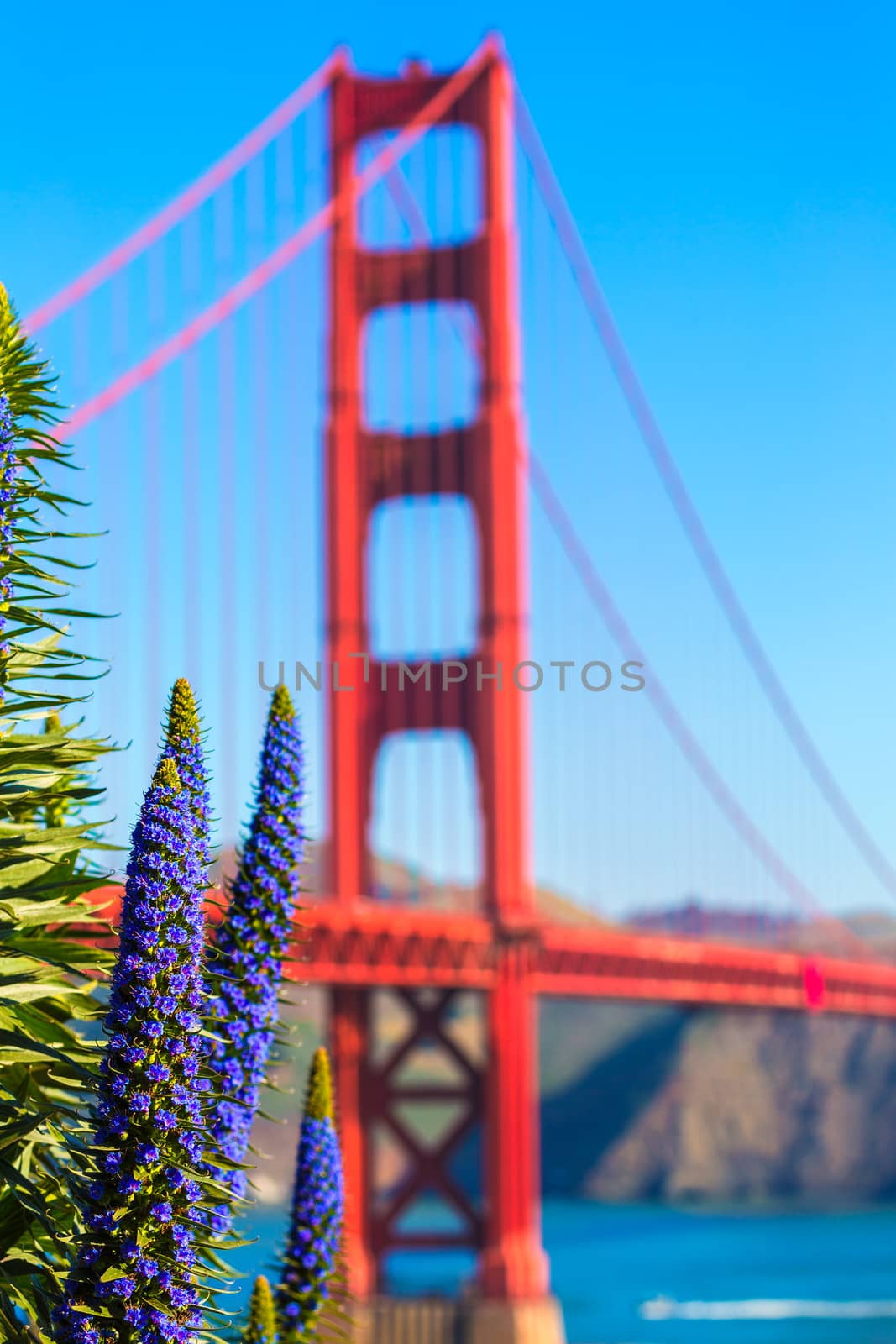 Golden Gate Bridge San Francisco purple flowers Echium candicans in California