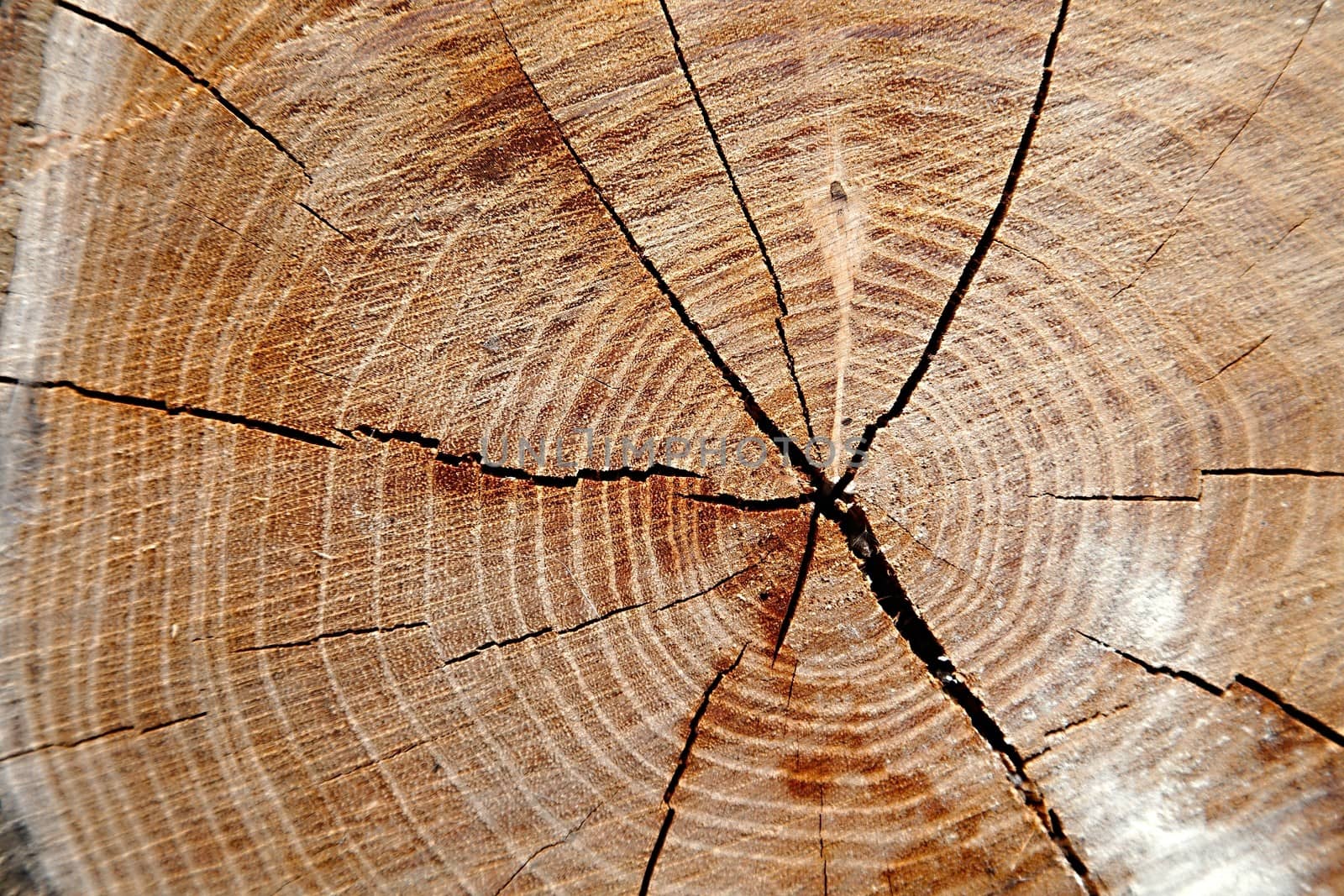 Old tree trunk texture, very detailed