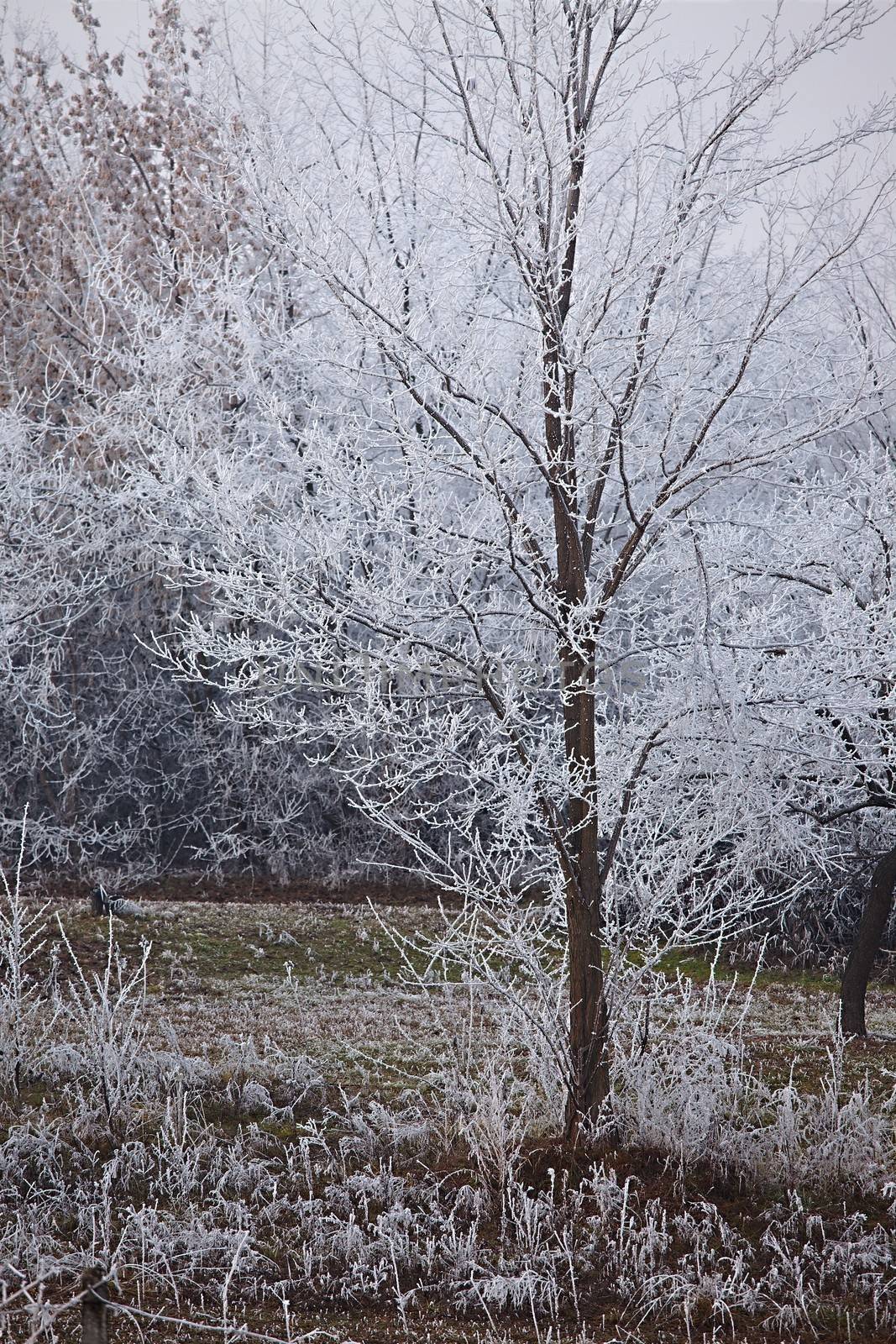 Winter tree by Gudella