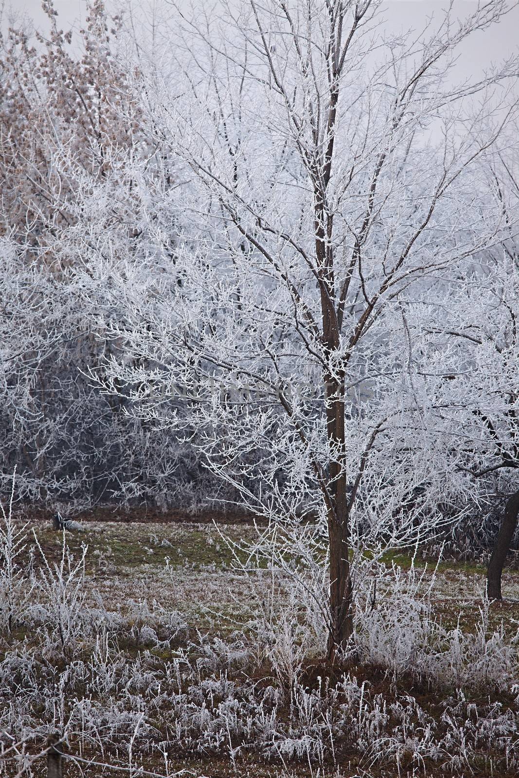 Winter tree detail with frost