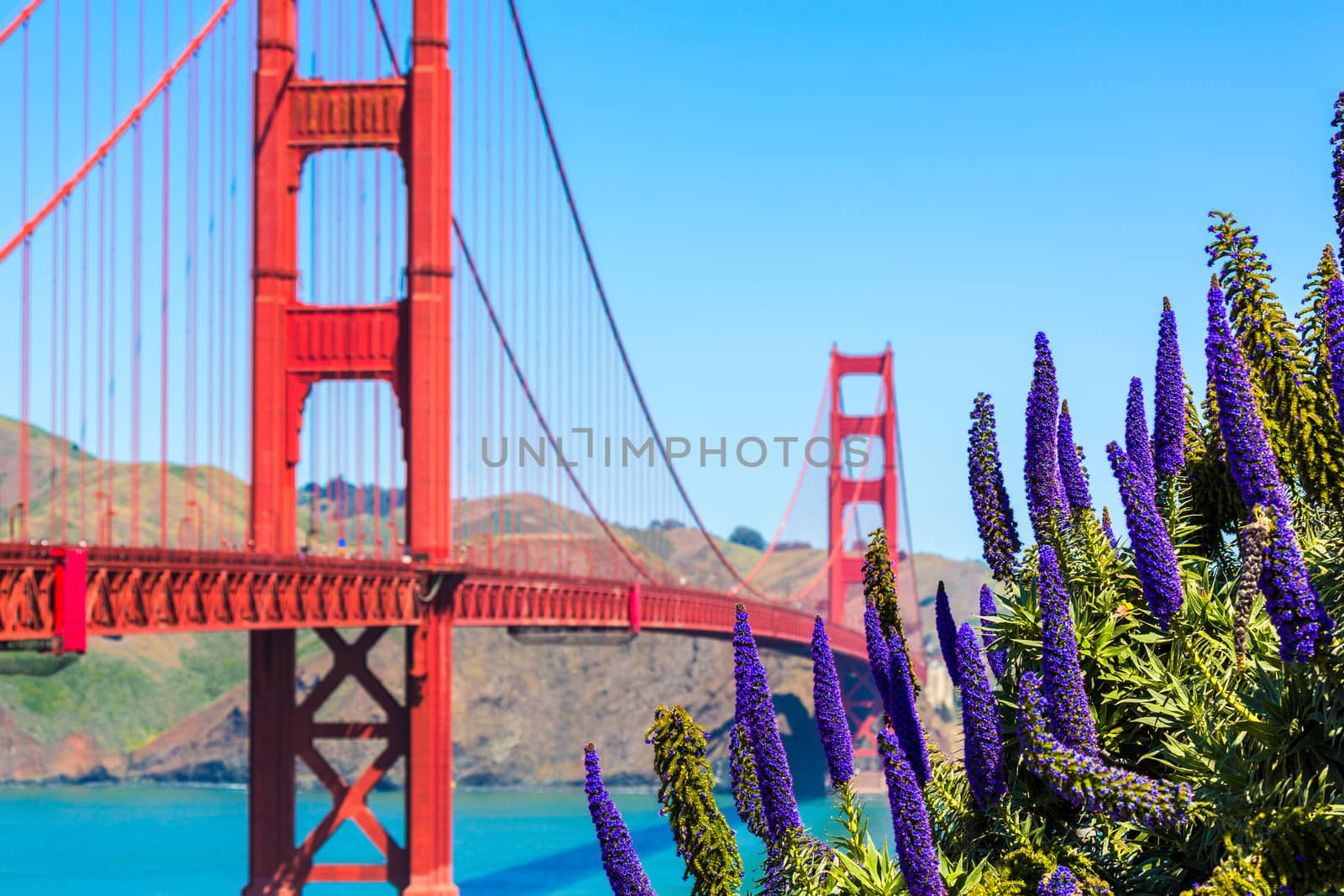 Golden Gate Bridge San Francisco purple flowers Echium candicans in California