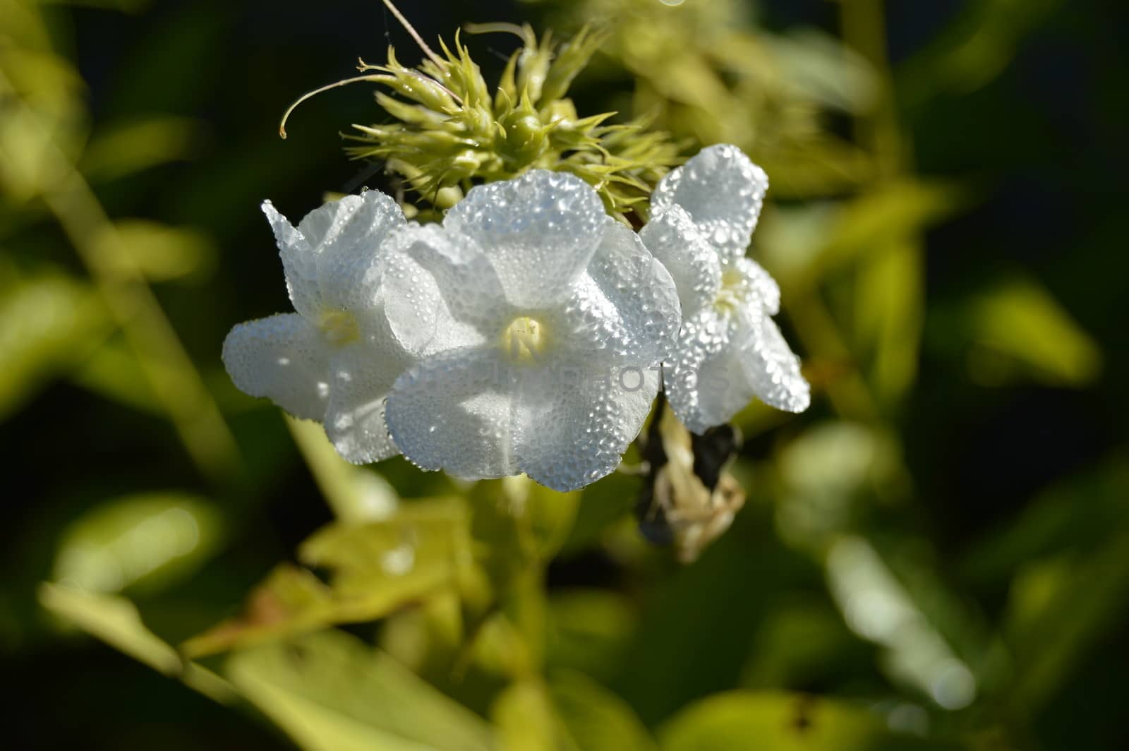 Phlox paniculata 'White Admiral'