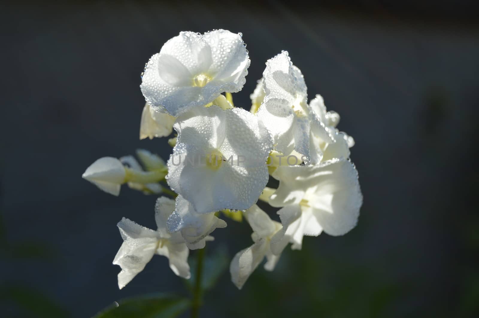 Phlox paniculata 'White Admiral'