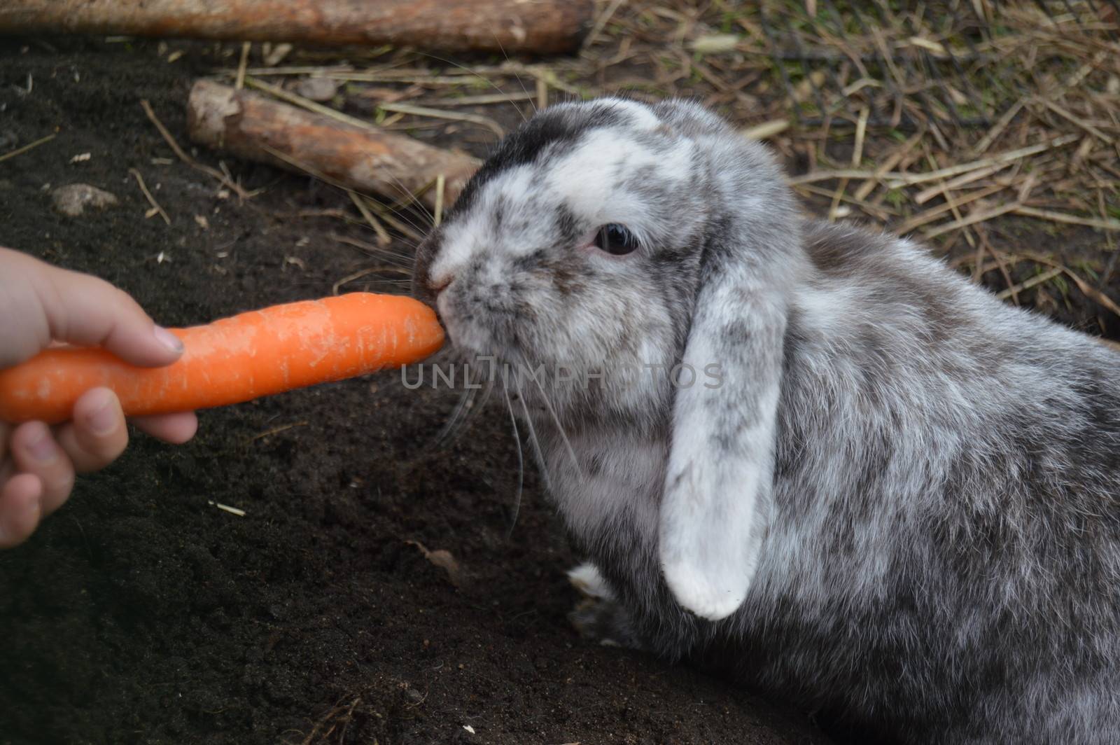 Holland Lop eating carrot