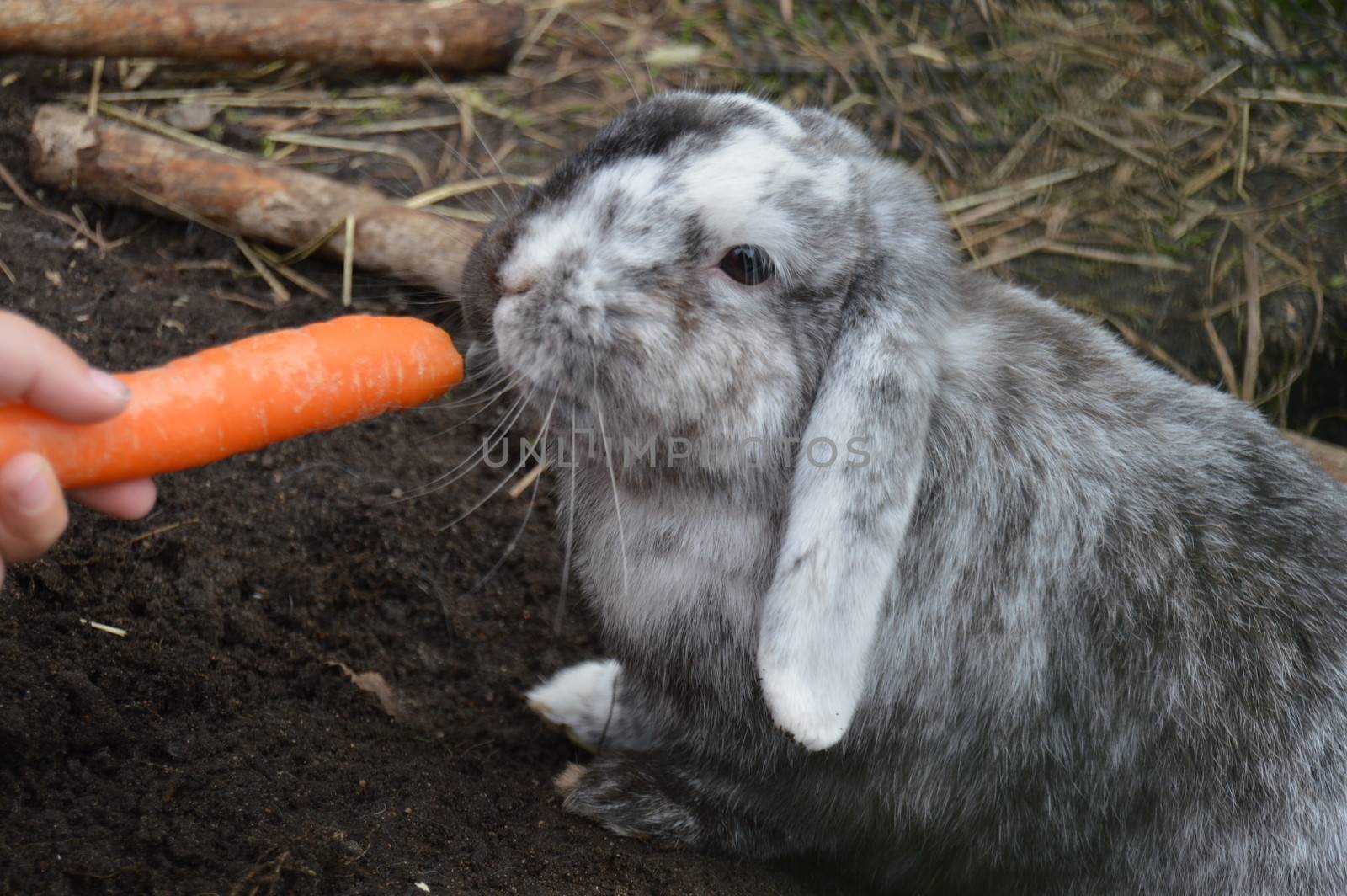 Holland Lop eating carrot
