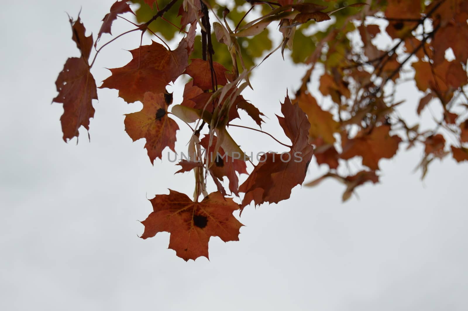Autumn leaf by Meretemy@hotmail.com