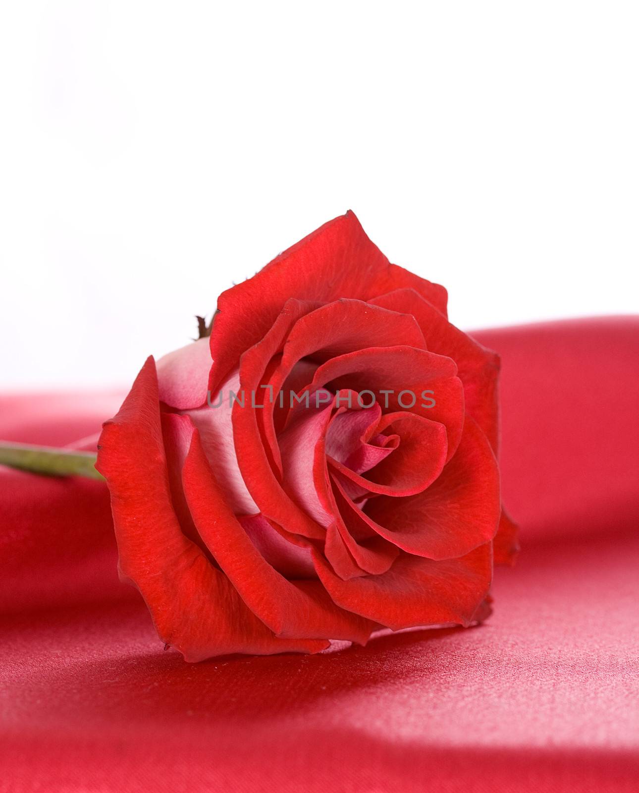 red rose on red silk isolated on white background