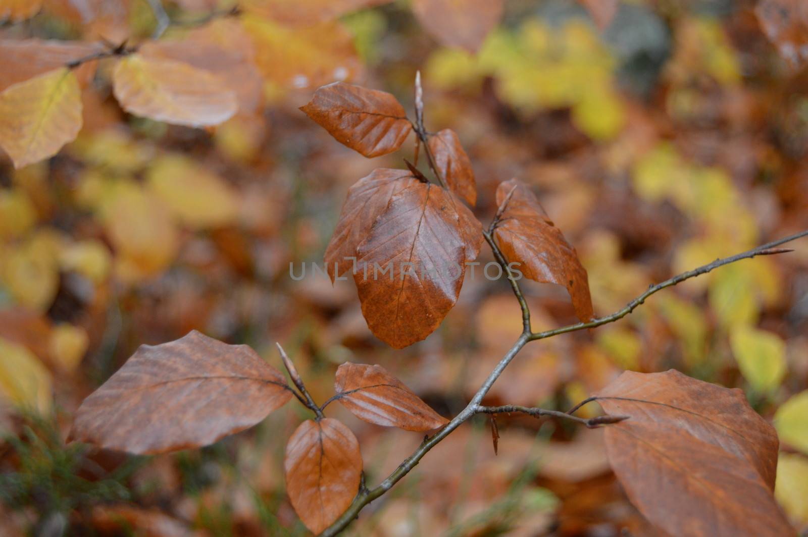 Autumn leaf by Meretemy@hotmail.com