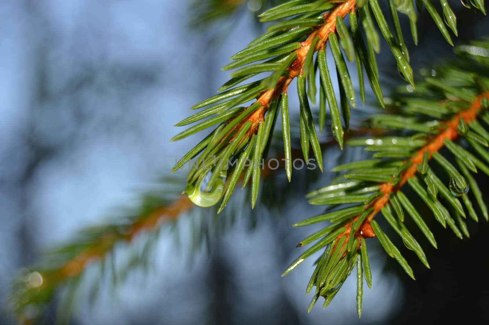 Norwegian spruce