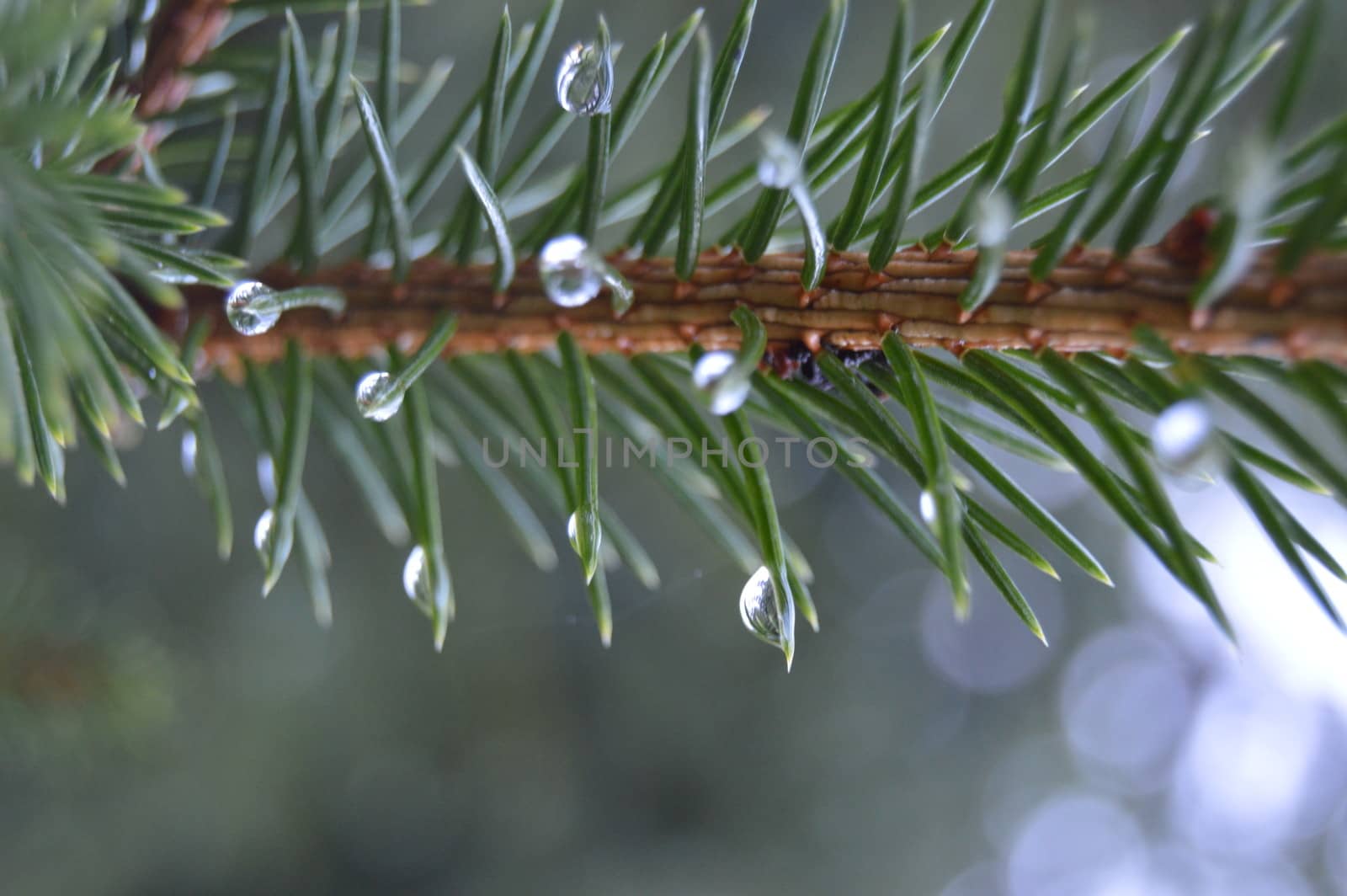 Norwegian spruce