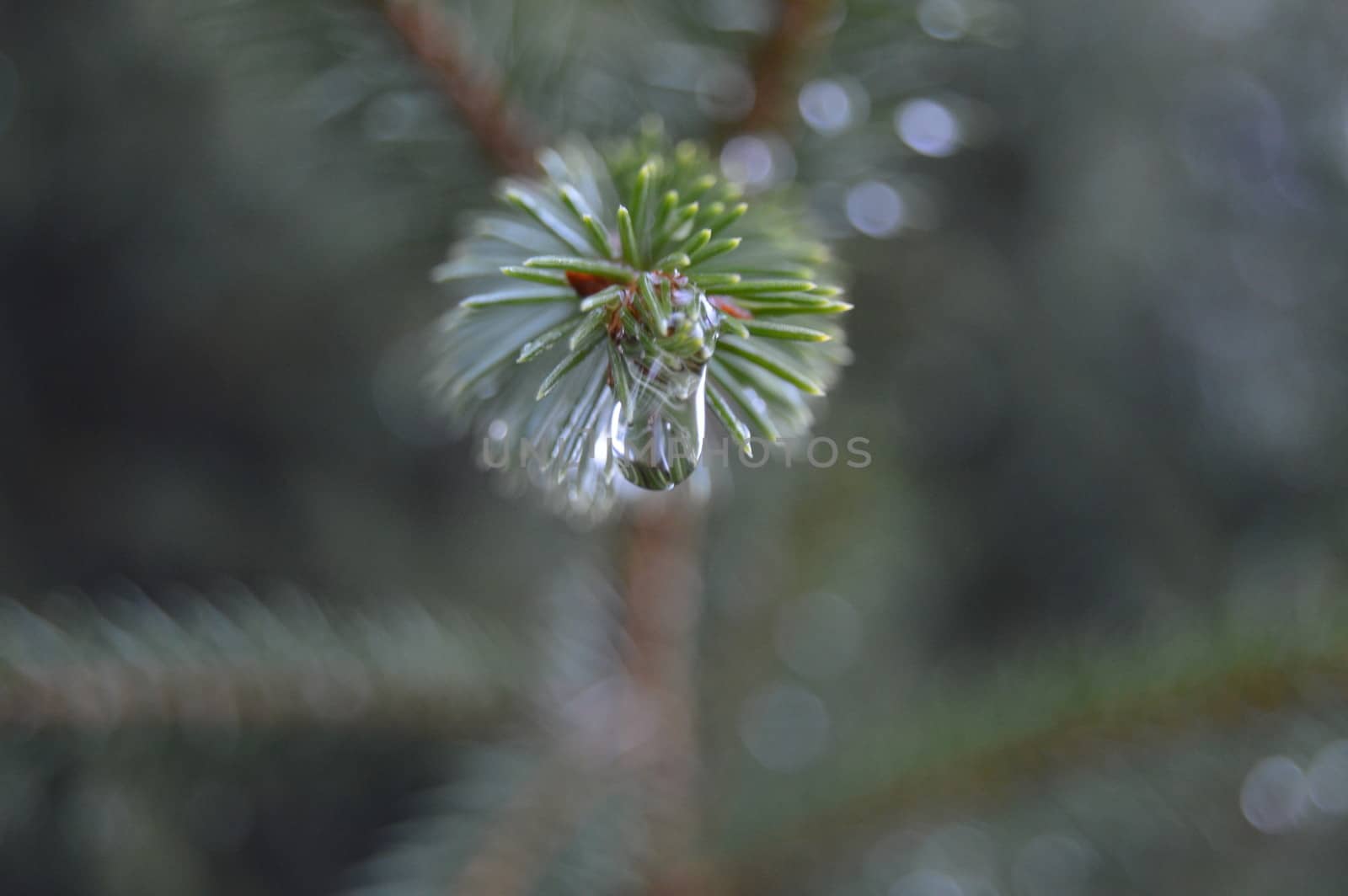 Norwegian spruce by Meretemy@hotmail.com