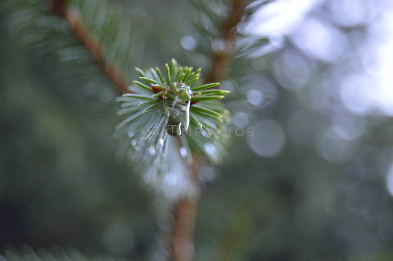 Norwegian spruce by Meretemy@hotmail.com