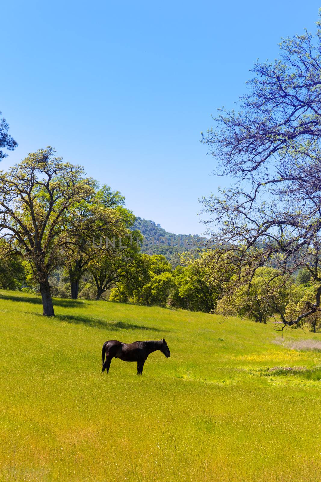 Dark horse in California meadows grasslands by lunamarina
