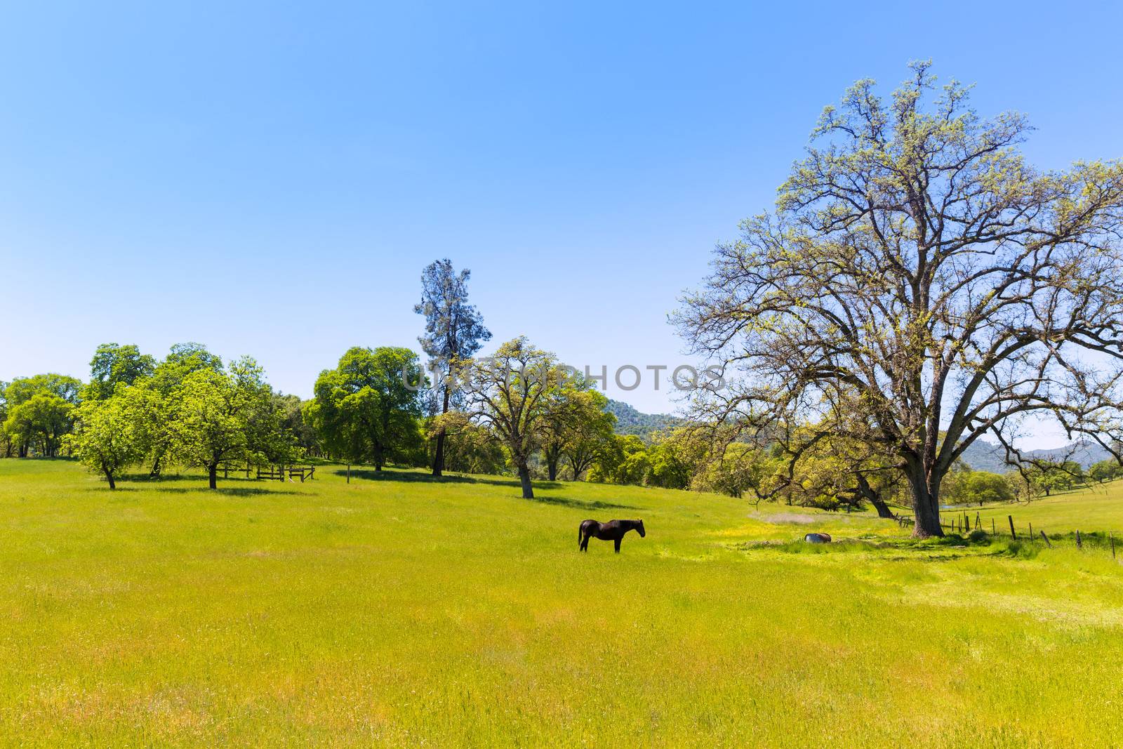 Dark horse in California meadows grasslands by lunamarina