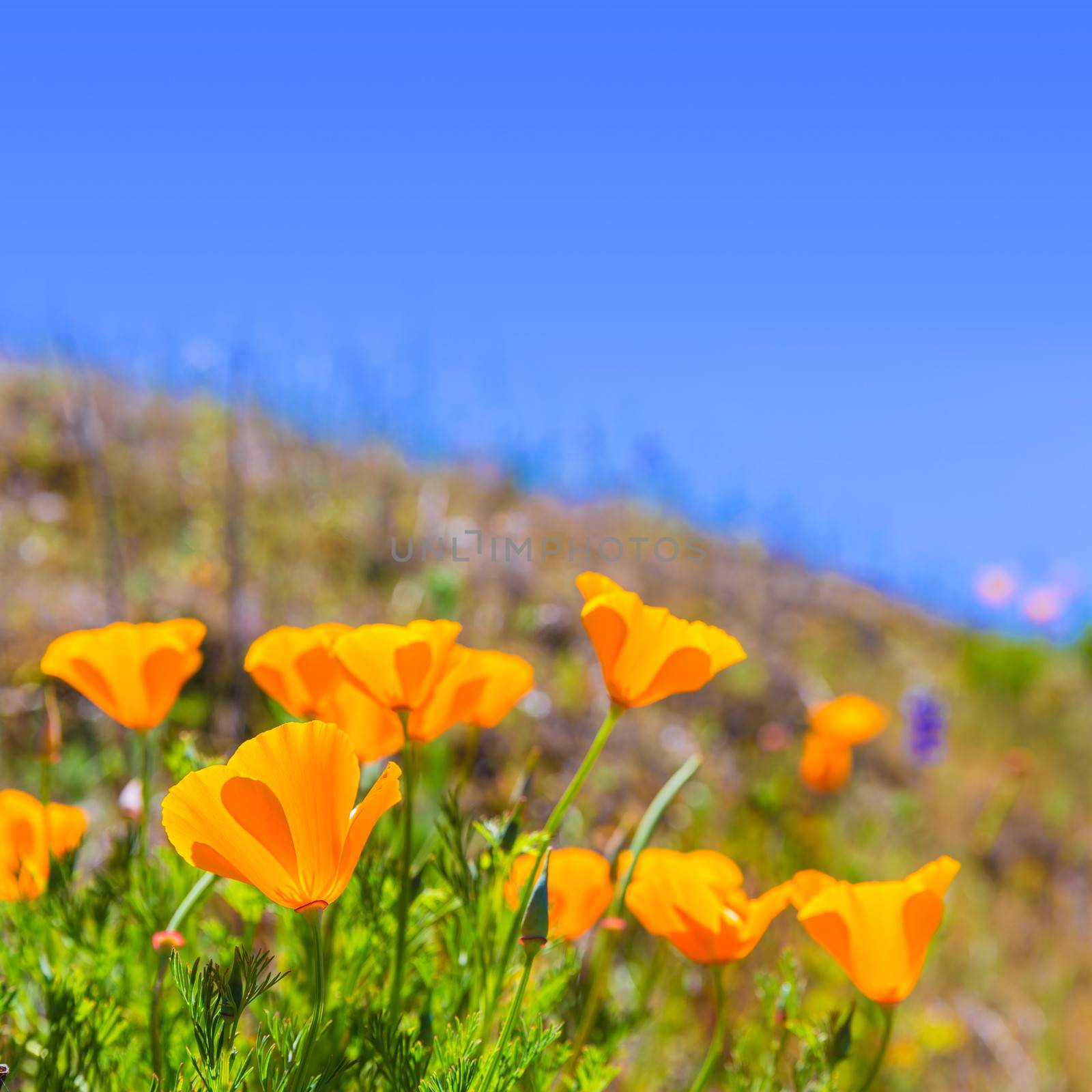 Poppies poppy flowers in orange at California spring fields USA