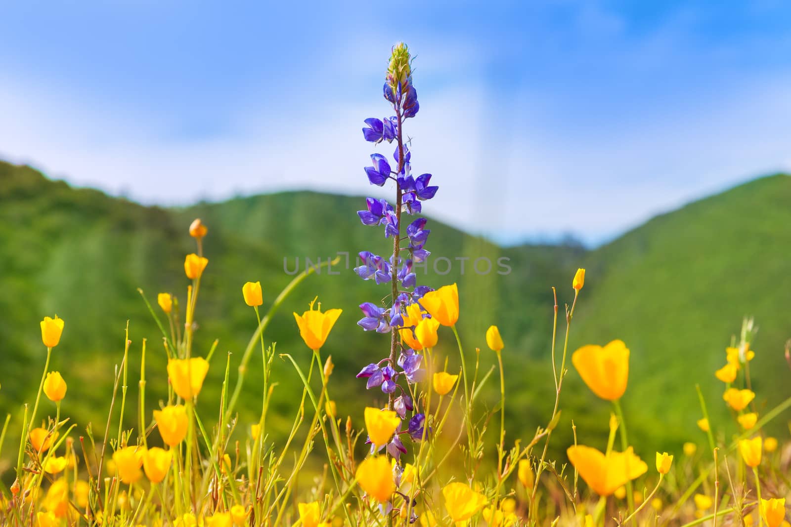 Poppy flowers yellow poppies in western California by lunamarina