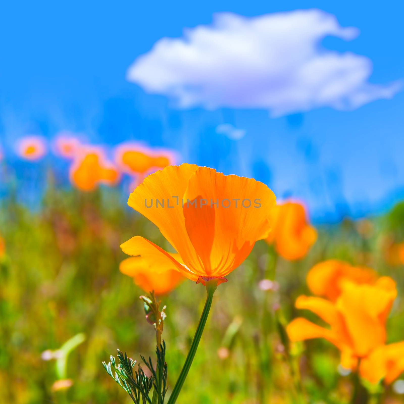 Poppies poppy flowers in orange at California spring fields by lunamarina
