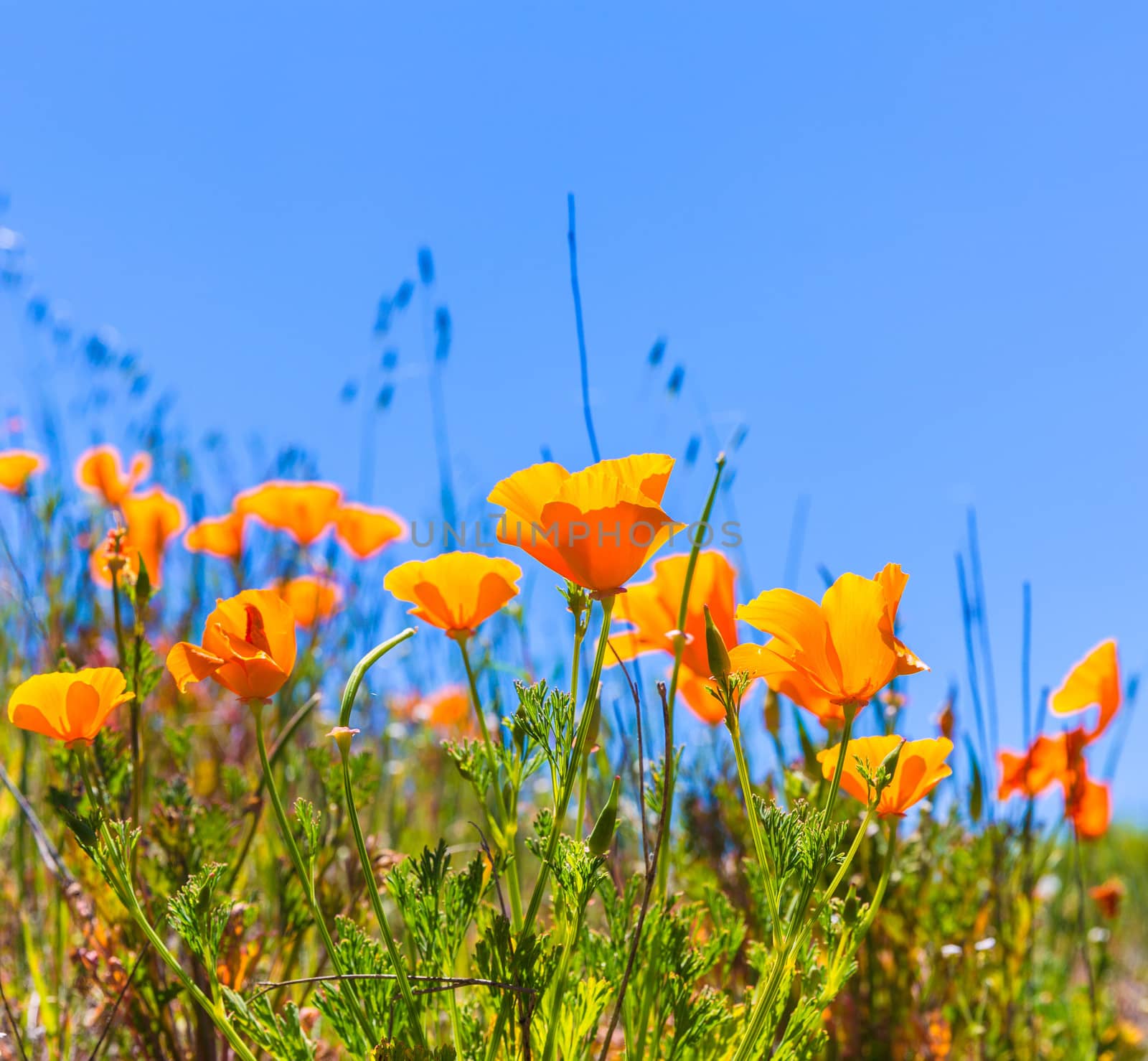 Poppies poppy flowers in orange at California spring fields by lunamarina