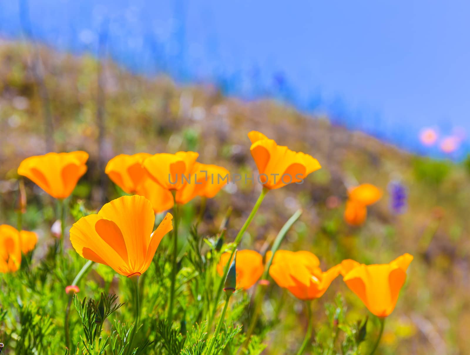 Poppies poppy flowers in orange at California spring fields by lunamarina