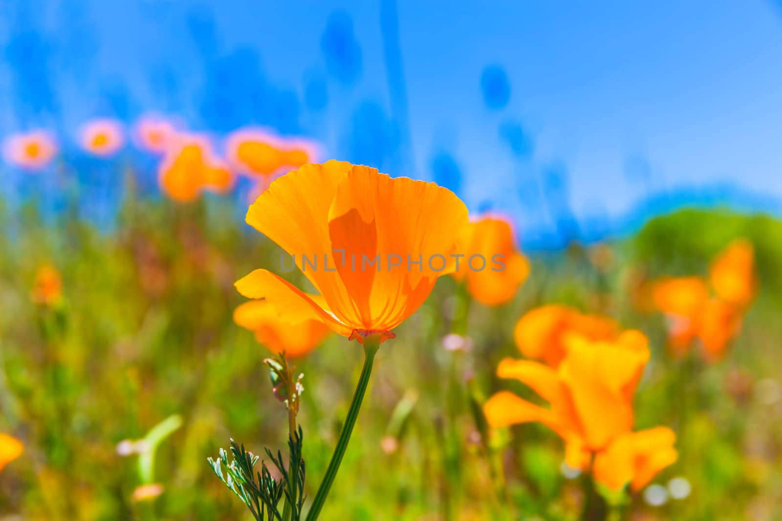 Poppies poppy flowers in orange at California spring fields by lunamarina