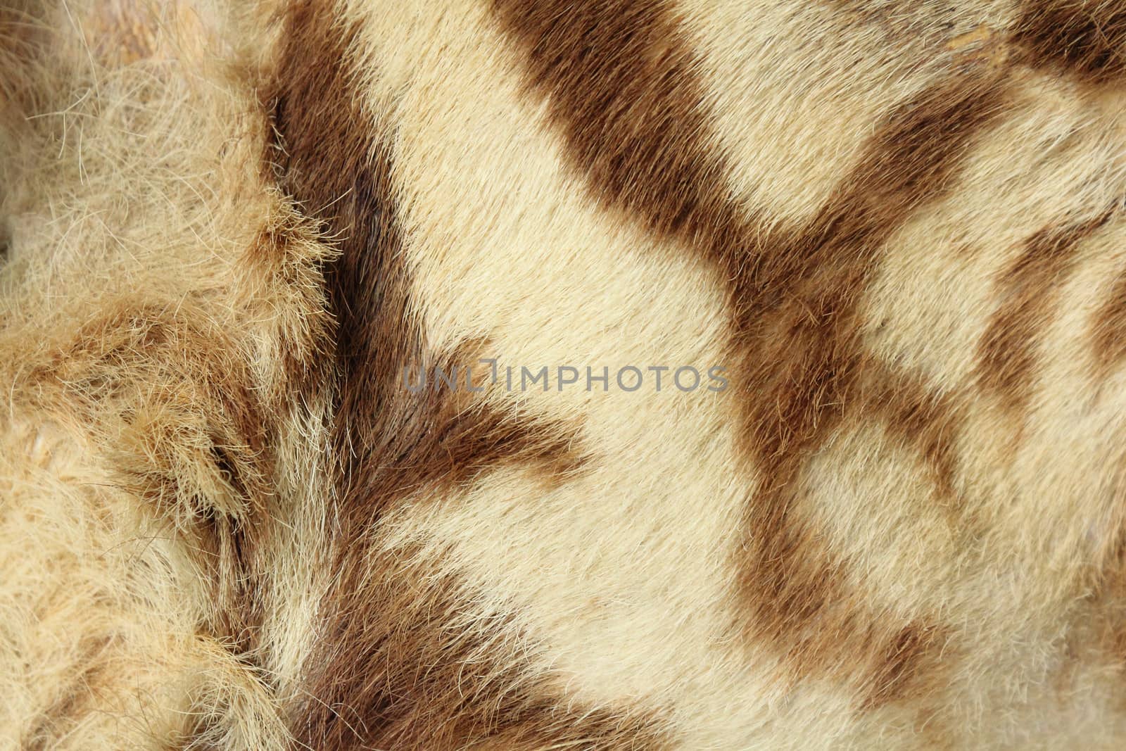 Skin of stuffed royal bengal tiger