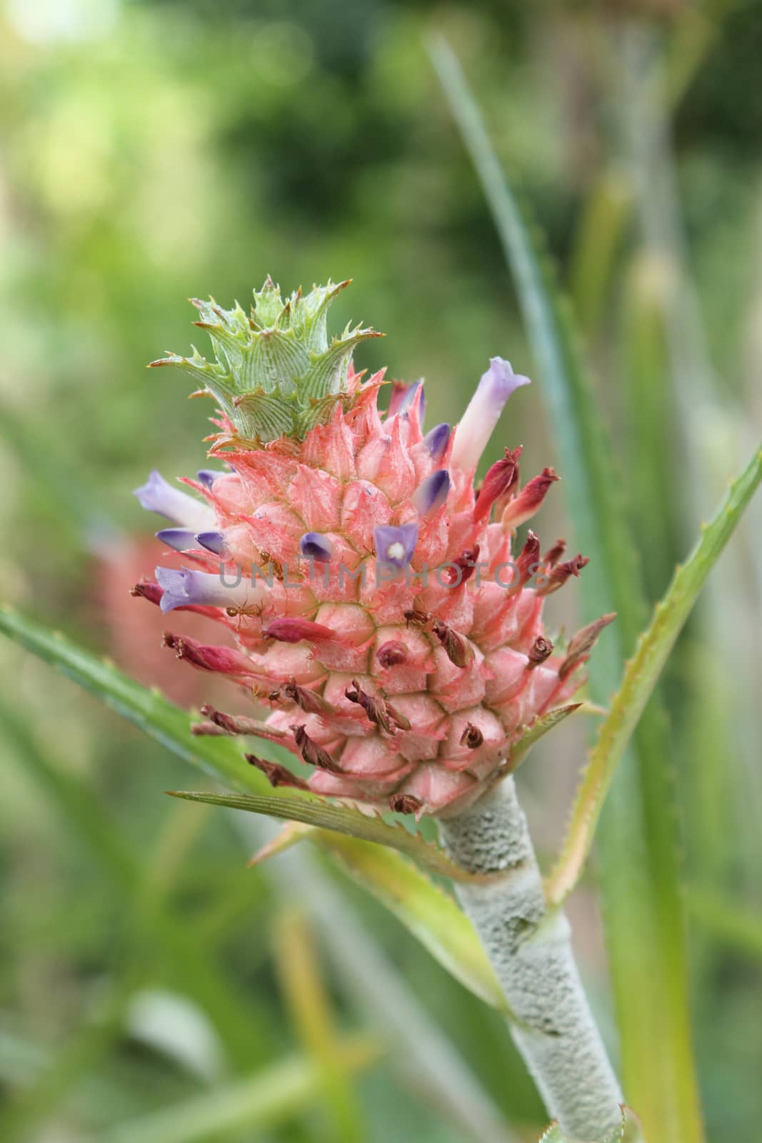 Pineapple fruit and plant growing