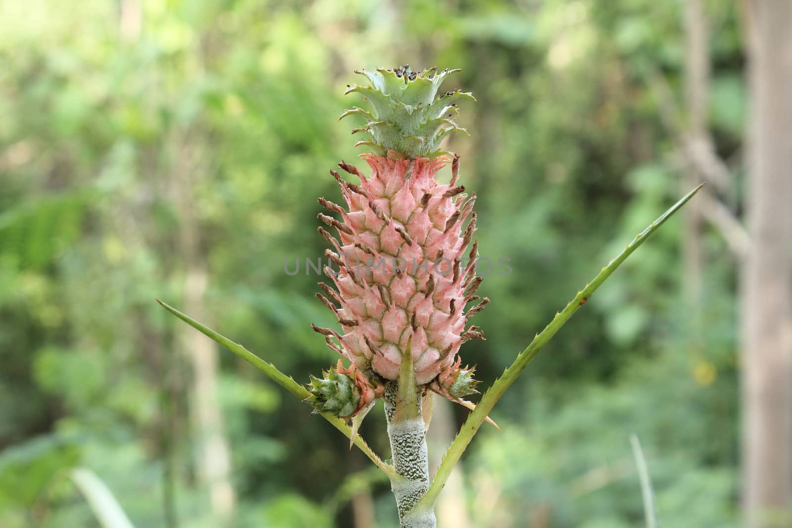 Pineapple fruit and plant growing