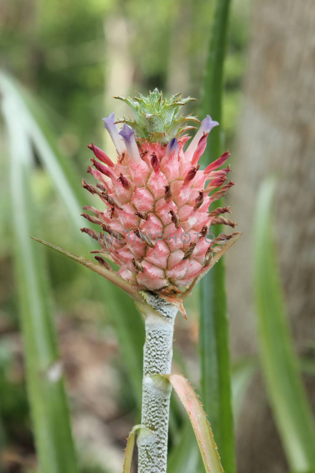 Pineapple fruit and plant growing