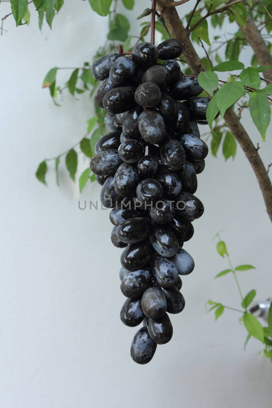 Bunch of black grape hanging on tree