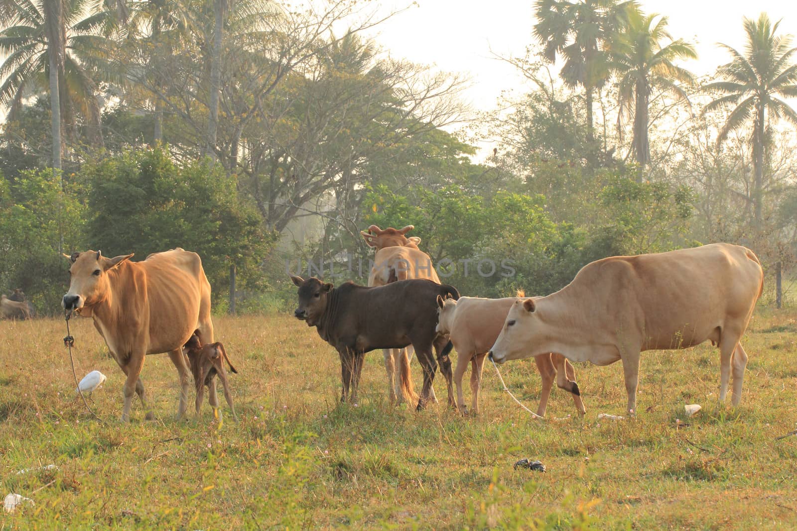 Group of cows in a field in Thailand