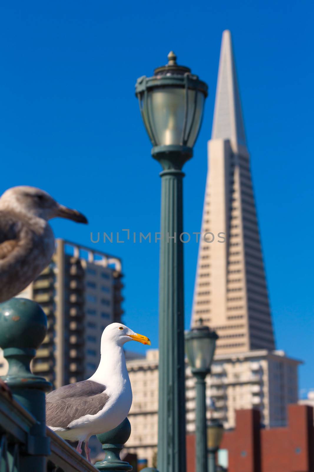 San Francisco seagull at Pier 7 downtown California by lunamarina