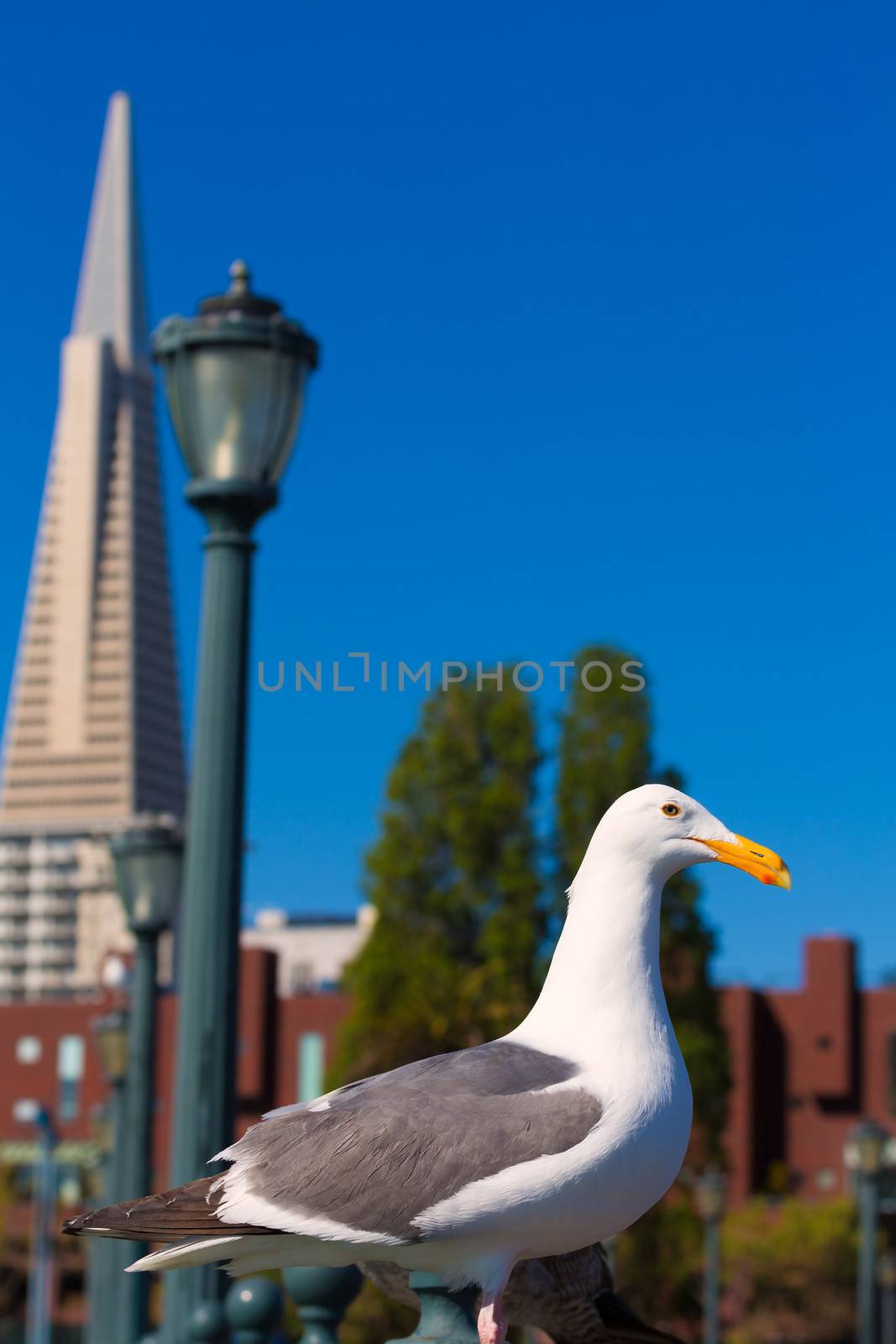 San Francisco seagull at Pier 7 and downtown in California USA