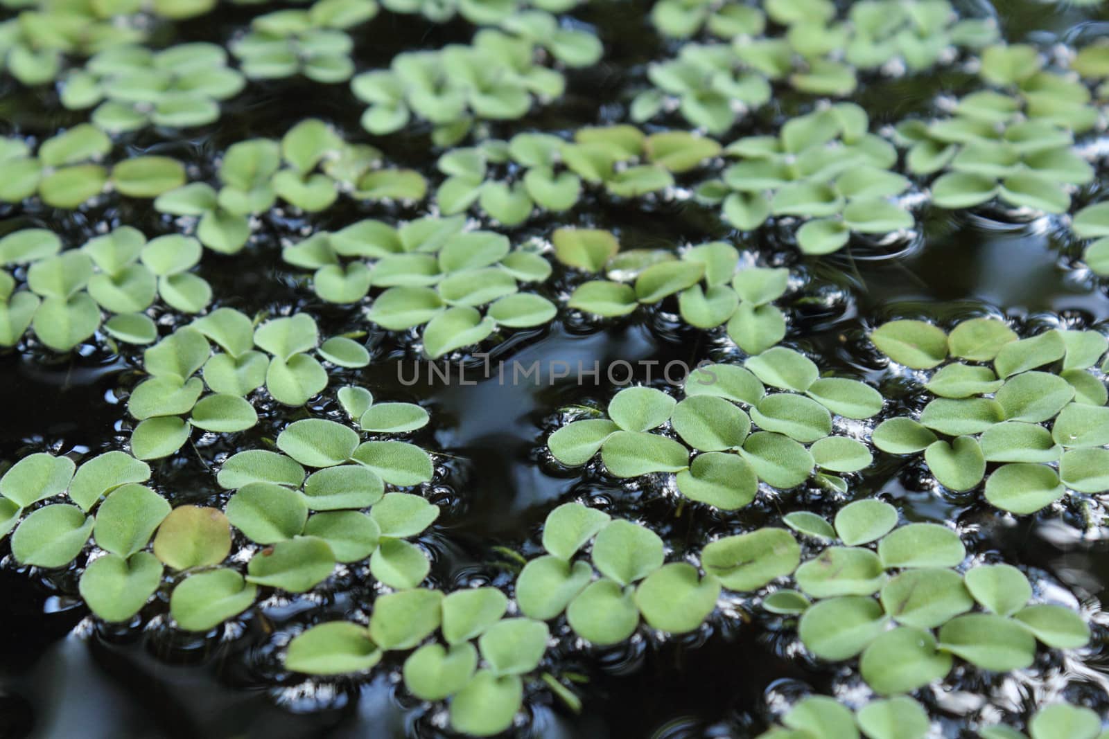 Green duckweed on water