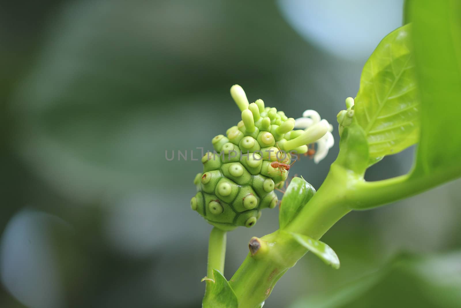 Noni or Indian Mulberry (Morinda. Citrifolia Linn) flower in full bloom with red ant