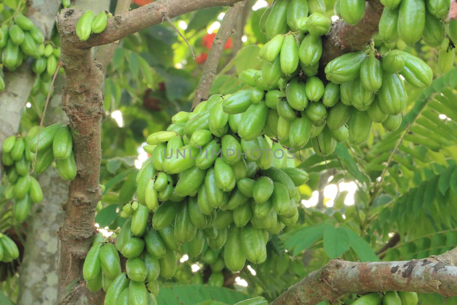 Bilimbi (Averhoa bilimbi Linn.) or cucumber fruits on tree