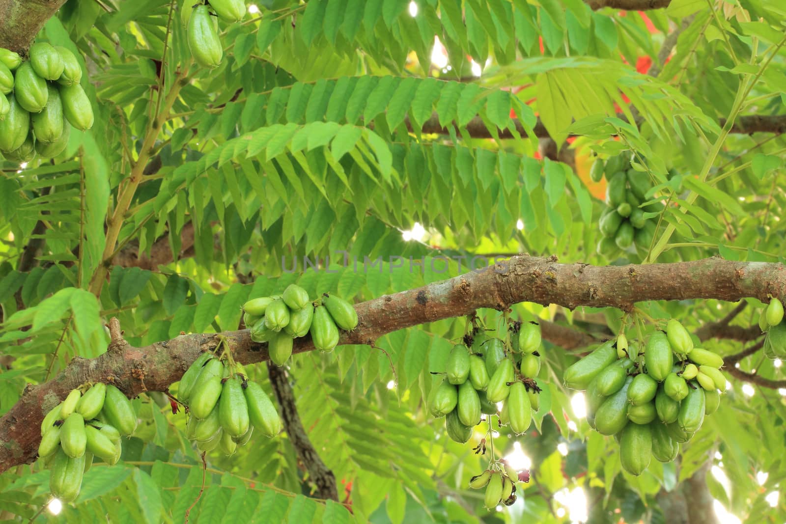 Bilimbi (Averhoa bilimbi Linn.) or cucumber fruits on tree